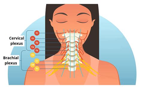 Cervical Nerves Innervation