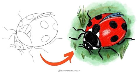 How to draw a ladybug - cute semi-realistic style - Let's Draw That!