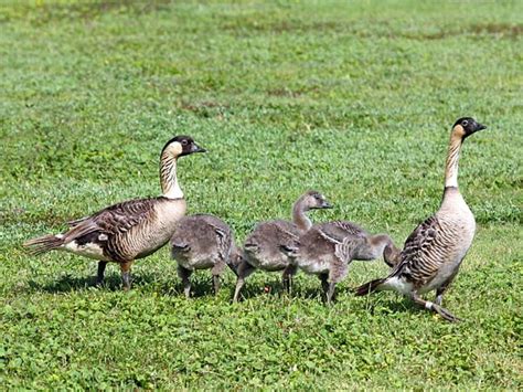 Nene Goose (aka Hawaiian Goose)- ENDANGERED SPECIES SPOTLIGHT