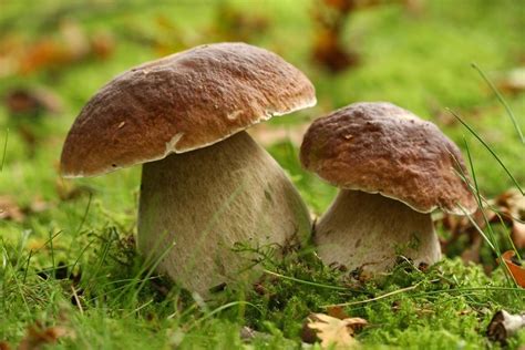 Fungus | Definition, Characteristics, Types, & Facts | Britannica