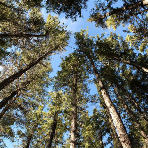 Exploring the Majesty of Cone-Bearing Trees: A Guide to Evergreen ...