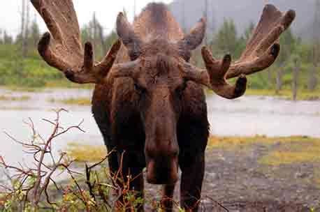 Moose Antlers • How They Grow and What They Tell You