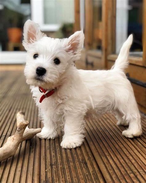 Pin by Robin Ferguson on Westies | Westie puppies, Westie dogs, Cute ...