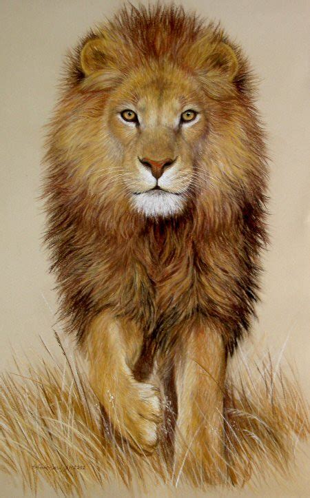 African Lion Drawings