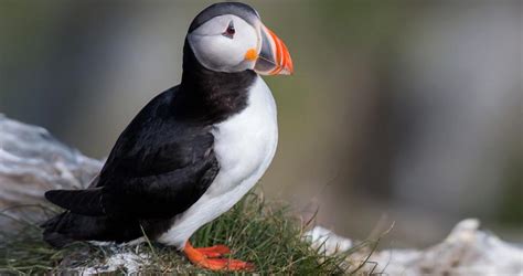 Atlantic Puffin Identification, All About Birds, Cornell Lab of Ornithology