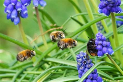 Grape Hyacinth: How to Grow Muscari for Easy Spring Color