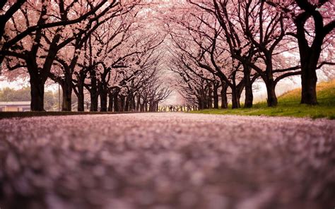 Japan Cherry Blossom Wallpapers - Top Free Japan Cherry Blossom ...