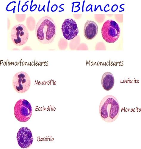 Tipos de glóbulos blancos. | •Ciencia• Amino