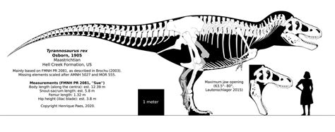 Dinosaur Size Comparisons - Page 2 - Carnivora