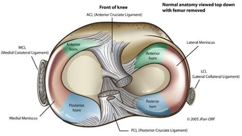 The Injury Zone: Basic Anatomy and Function of the Meniscus