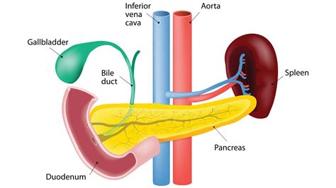 What Is the Gallbladder and What Does It Do? | Everyday Health