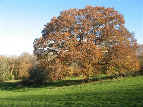 Oak tree © Jonathan Wilkins :: Geograph Britain and Ireland