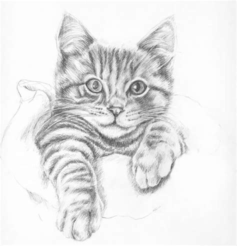 25 Easy Cat Drawing Ideas and Tutorials for Everyone | Cats art drawing ...