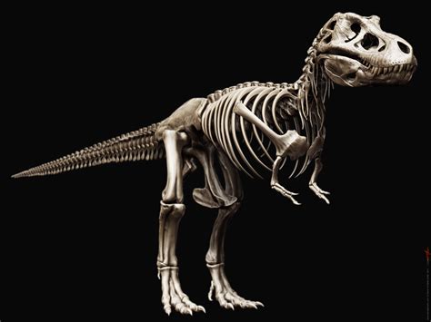 Tyrannosaurus Rex Skeleton by damir-g-martin on DeviantArt