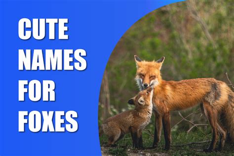 200 Cute Names For Foxes: Adorable Names For Your Pet Fox