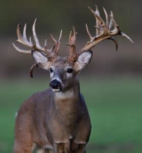 Characteristics of Whitetail Deer Antlers | Mossy Oak Gamekeeper