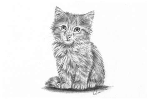 How to Draw a Cute Realistic Kitten - Lutz Wasterem