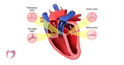 Leaky Heart Valves: Causes, Diagnosis, and Treatment | Oklahoma Heart ...