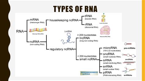 What Describes How Mrna Is Used by a Cell