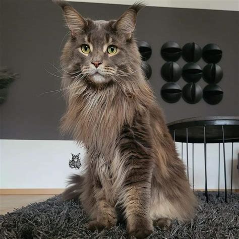 9 Surprising Facts About Maine Coons’ Fur - MaineCoon.org