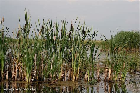 Freshwater Marsh Plants - Plants FA