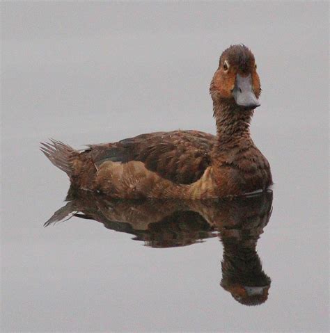 Female Ring-necked Duck Photograph by Mark Wilson - Fine Art America