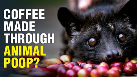 Will you drink a coffee made through animal poop? | Wion Originals ...