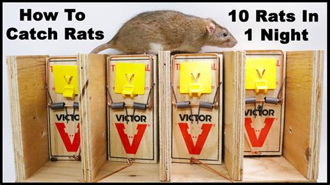 The 3 Best Types of Rat Traps to Get Rid of Rats - Pest Pointer