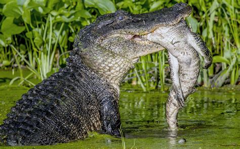 See an Alligator Devour Another Alligator in These Gruesome Photos ...