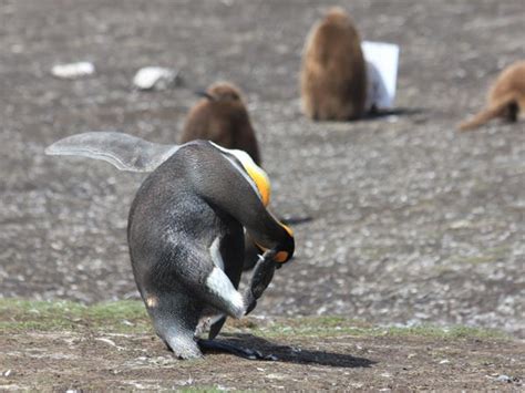 Falkland Islands wildlife tour | Responsible Travel