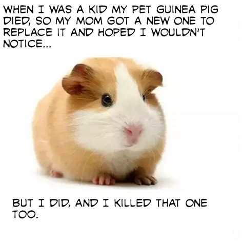 Guinea pig - Meme subido por El_Joker :) Memedroid