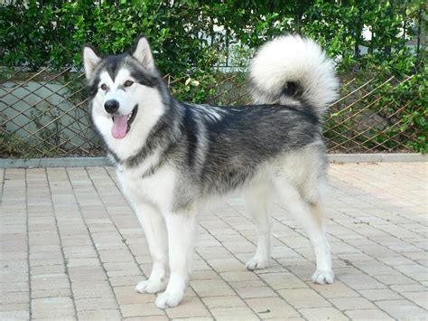 Alaskan Malamute Reviews and Pictures: Alaskan Malamute Dog Breeders ...