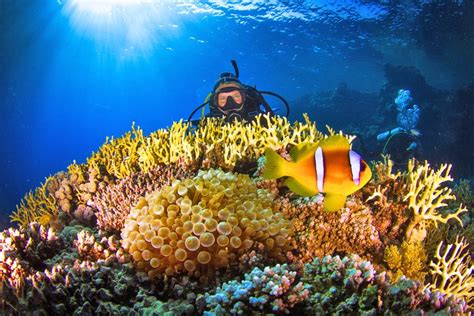 Diving in the Red Sea: 10 Best Dive Sites | PlanetWare