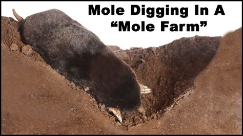 Do Moles Live In Alberta? Quick Answer - Musicbykatie.com