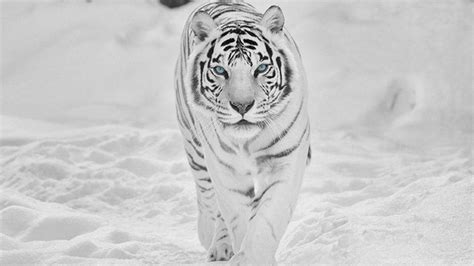 8K Tiger UHD Wallpapers - Top Free 8K Tiger UHD Backgrounds ...