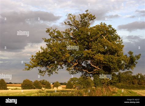 Oak tree, UK Stock Photo - Alamy