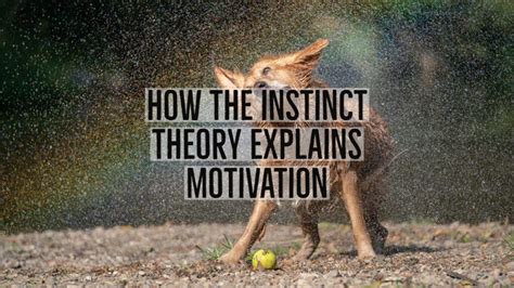 Instinct Theory Of Motivation In Psychology