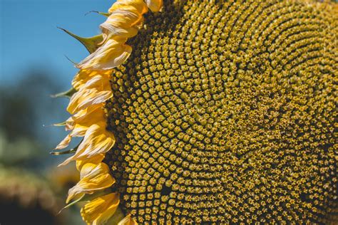 When to Harvest Sunflower Seeds — Meadowlark Journal