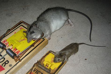 How to Trap Rats - Rat Trapping Tips