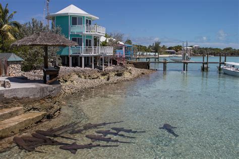 Why you must visit the Staniel Cay Yacht Club in the Bahamas