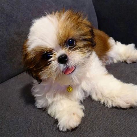 AVAILABLE PUPPIES | Shih Tzu Breeders Homes | Lindos filhotes de ...