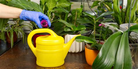 Fertilizing Houseplants - How, When & What to Use