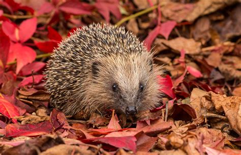 Young Hedgehog Among Autumn Leaves | MANY THANKS FOR YOUR KI… | Flickr