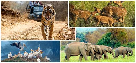 Rajasthan Wildlife Tour - The Pink City Holidays