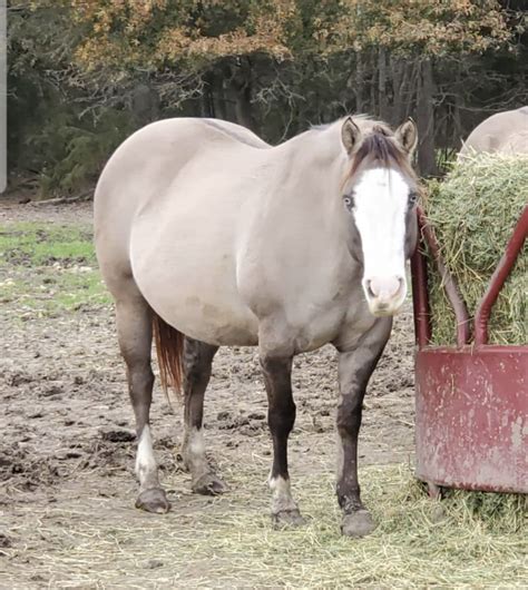 Horse Crazy Girl, Crazy Girls, Grulla Horse, Bald Face, Broodmare ...