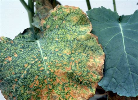 Diagnosing boron deficiency in canola | Agriculture and Food