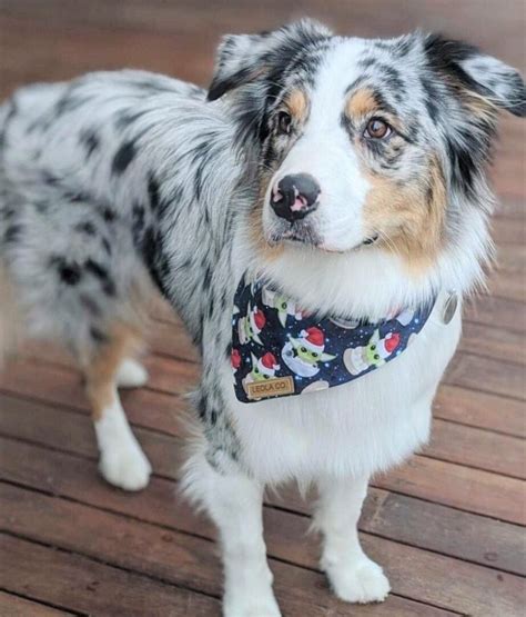 Blue Merle Australian Shepherd: Everything You Need to Know