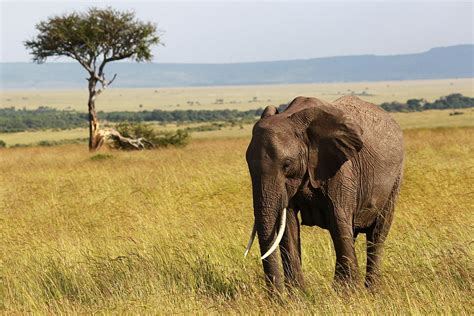 African Savanna Elephant by Andrewskelton.net