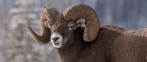 Discover The Largest Bighorn Sheep Ever Caught In Idaho - A-Z Animals