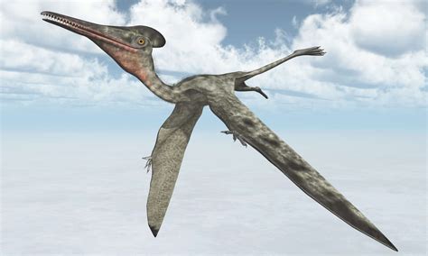 Pterodactyl - A-Z Animals